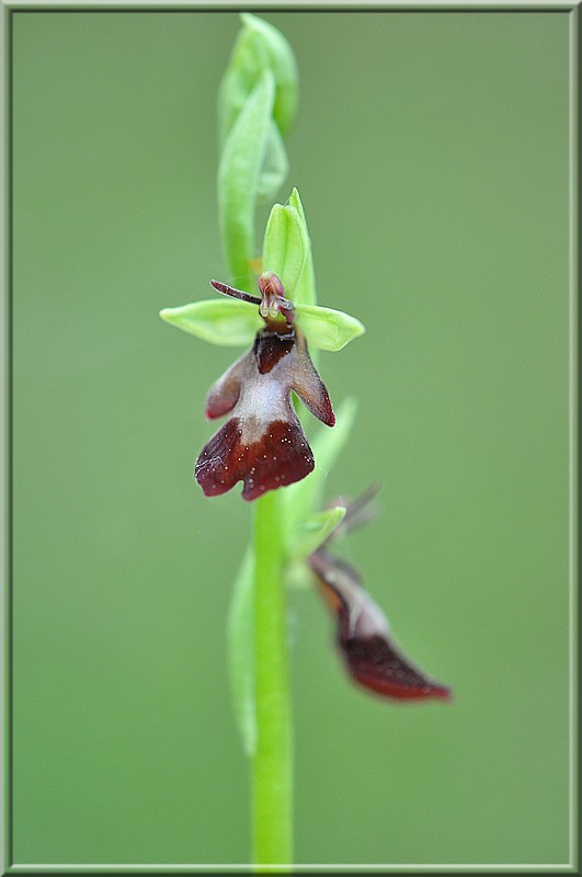 Ophrys insectifera m6.jpg