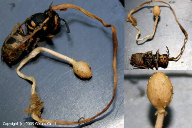 Ophiocordyceps_ditmari_2009_gg_2[1].jpg