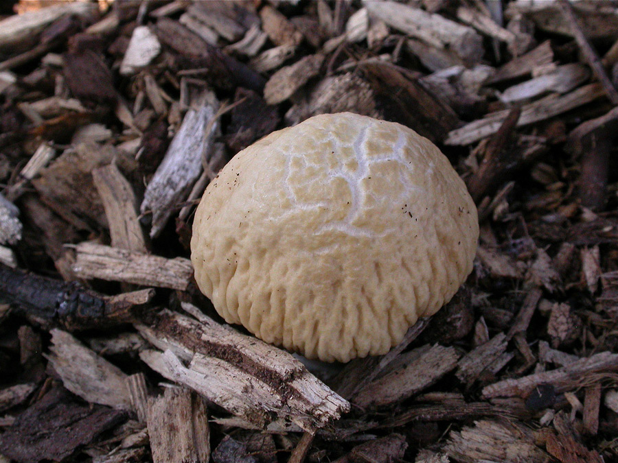 Agrocybe1.jpg