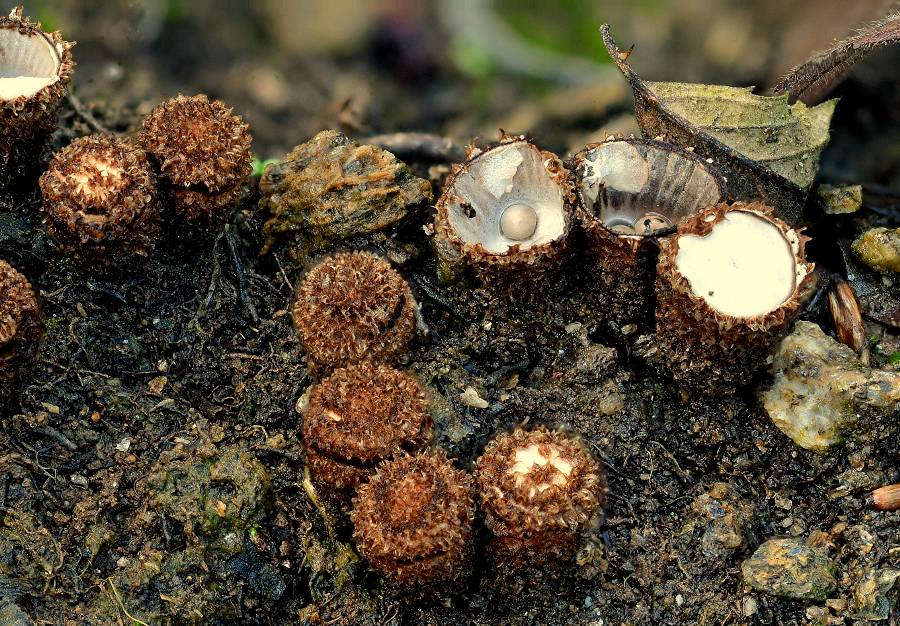 Cyathus striatus 2017 09 12 Corrèze (St-Etienne-aux-Clos - gorges du Chavanon (2)-redim900.jpg