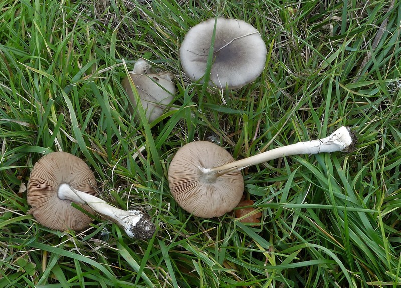 champignons (1).jpg