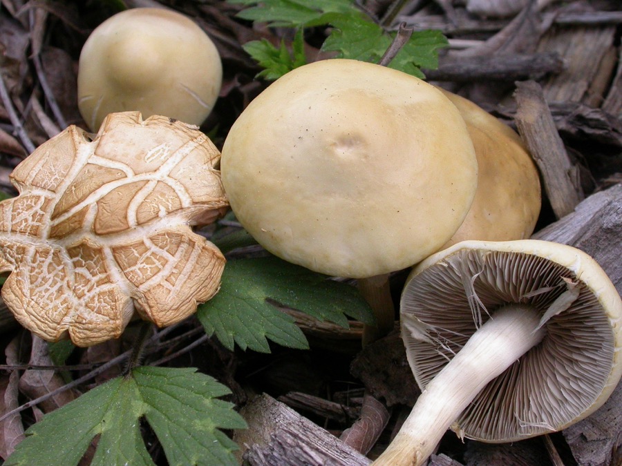 Agrocybe praecox1.jpg