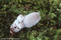 Fiche de Coprinopsis lagopus
