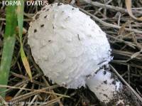 Fiche de Coprinus comatus