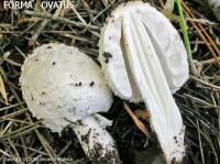 Fiche de Coprinus comatus