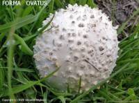 Fiche de Coprinus comatus