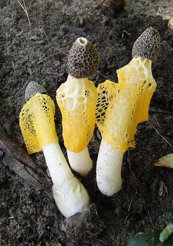 Dictyophora sp..jpg