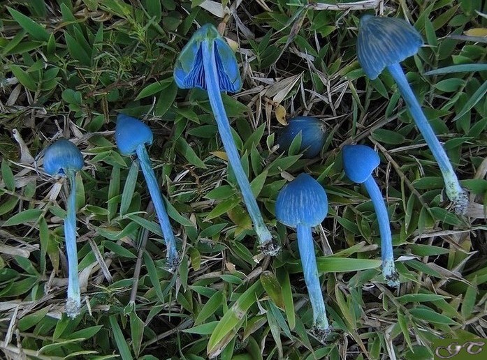 Entoloma hochstetteri.jpg