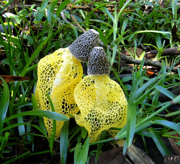 Phallus lutea2.JPG