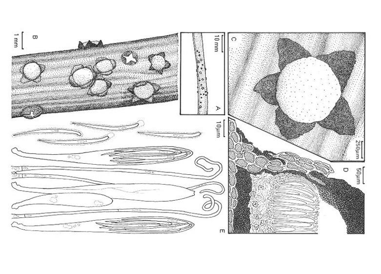 Coccomyces-dessin.jpg