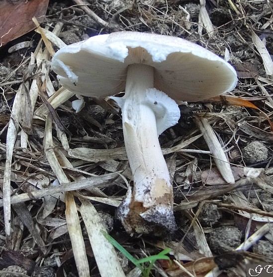 agaric3.JPG