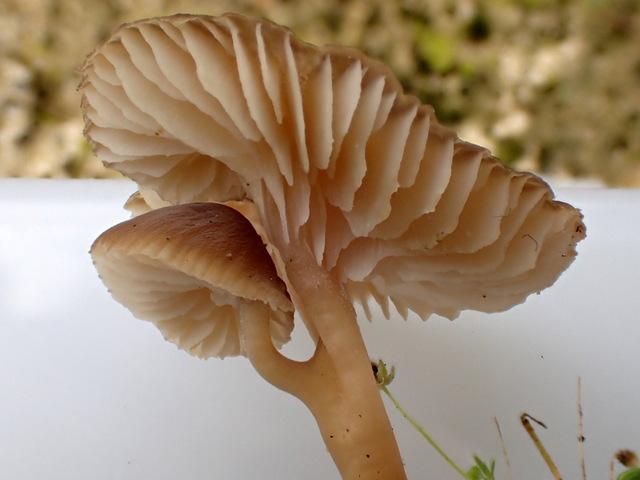 Gamundia striatula.JPG