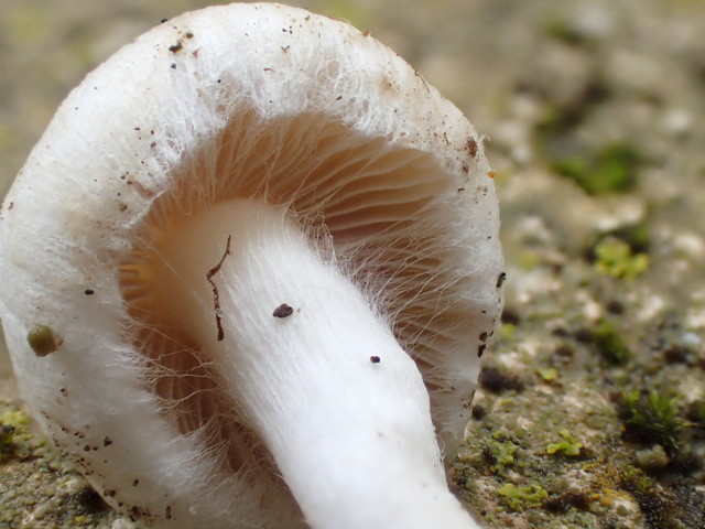 Inocybe Geophylla-001.JPG