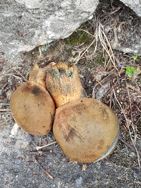 Neoboletus erythropus (2).jpg