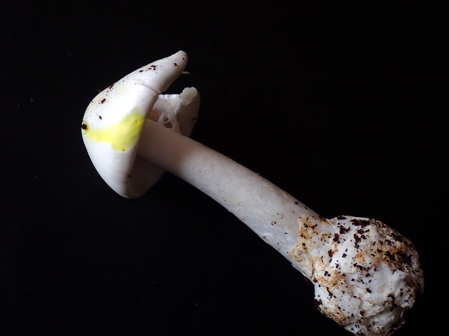 Amanita virosa.JPG