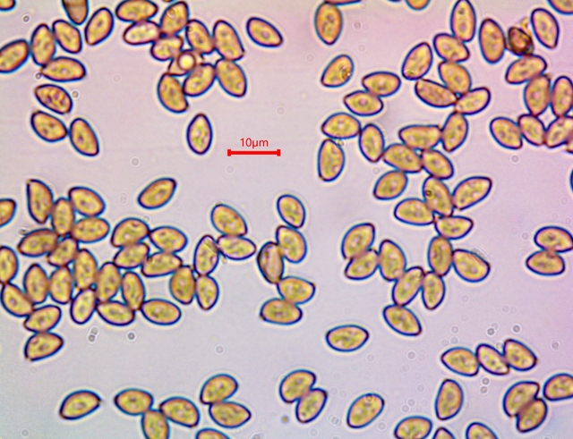 Spores Inocybe sp. x1000.jpg