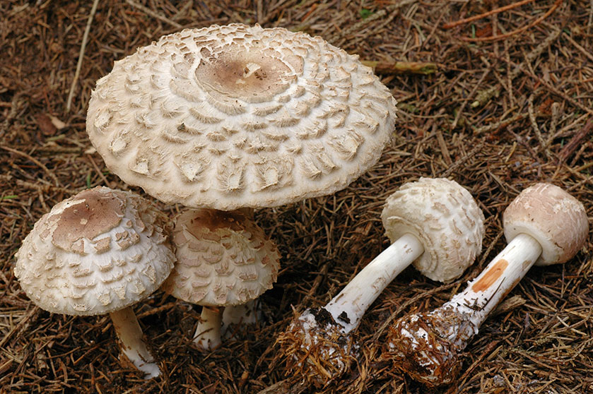 chlorophyllum_olivieri_1.jpg