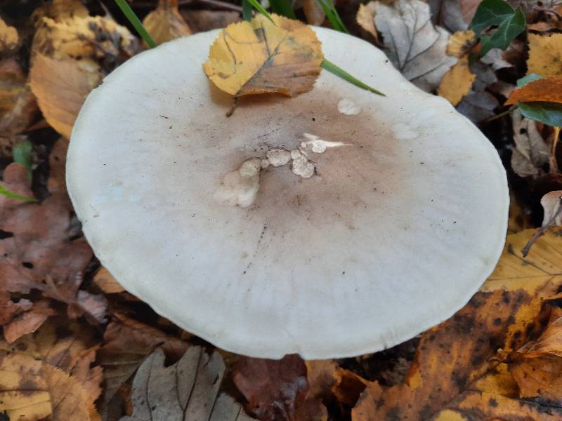 clitocybe nebuleux 01-11-2021.jpg