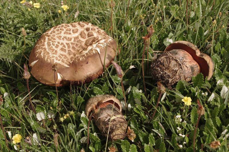 Boletus luridus Roche 1 15 07 10-redim800.jpg