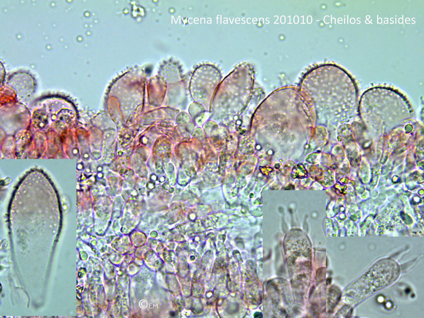 Mycena-flavescens-201010---Cheilos-&-basides.jpg