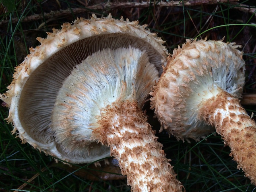 Pholiota squarrosa.jpg