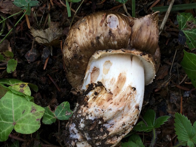 Agaricus %22 vaporarius%22.jpg