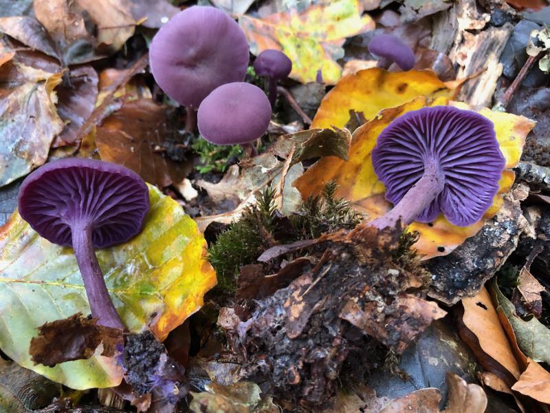 Laccaria amethystina.jpg