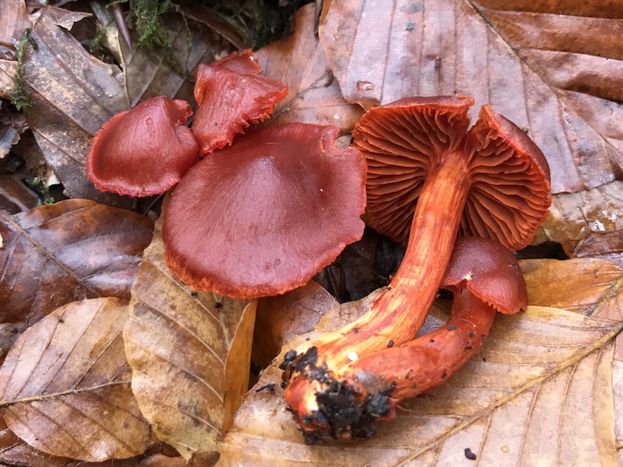 cortinarius cinnabarinus.jpg