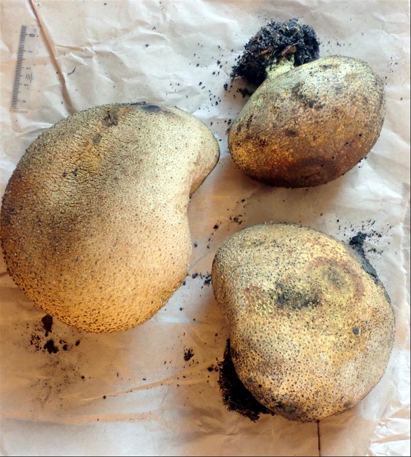 Sclerodermaceae - Scleroderma citrinum - SJB1 - 03-10-2024.JPG