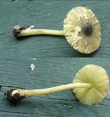 L. birnbaumii.JPG
