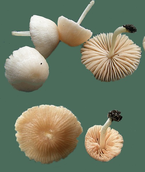 Entolomataceae.jpg