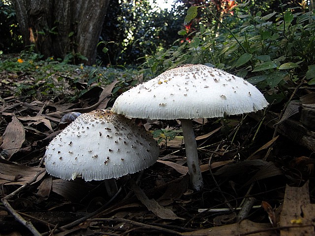 DSC01080.JPG