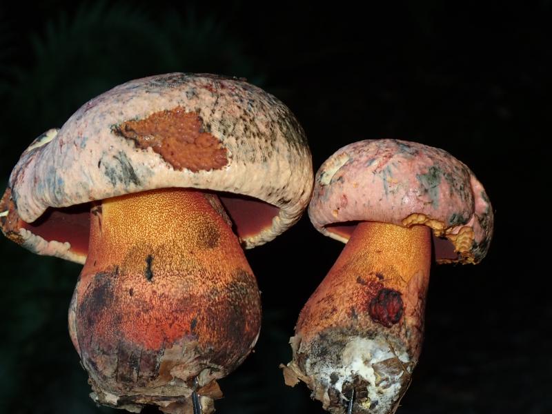 MDB_Imperator rhodopurpureus.JPG
