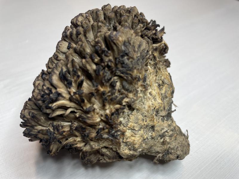 MdB_Polypore (1).JPG