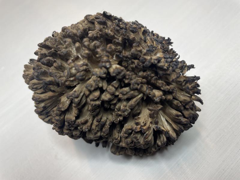 MdB_Polypore (3).JPG