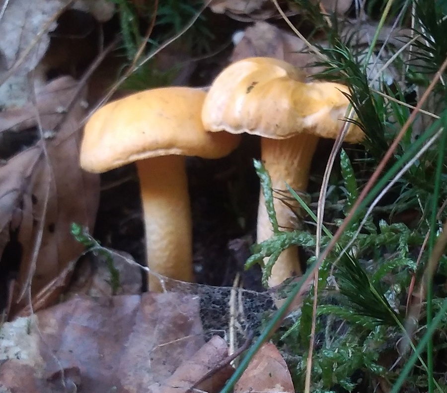 cantharellus3.jpg