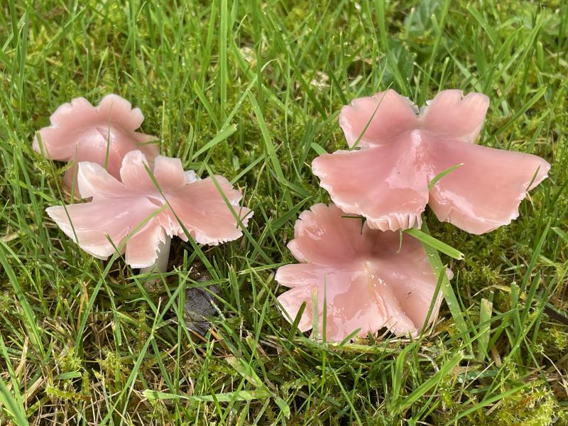 MDB_Porpolomopsis calyptriformis.JPG