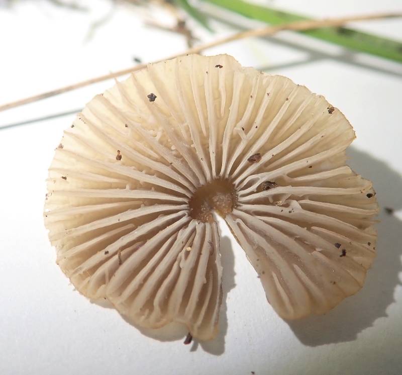 PB030236 (1)-redim800.JPG