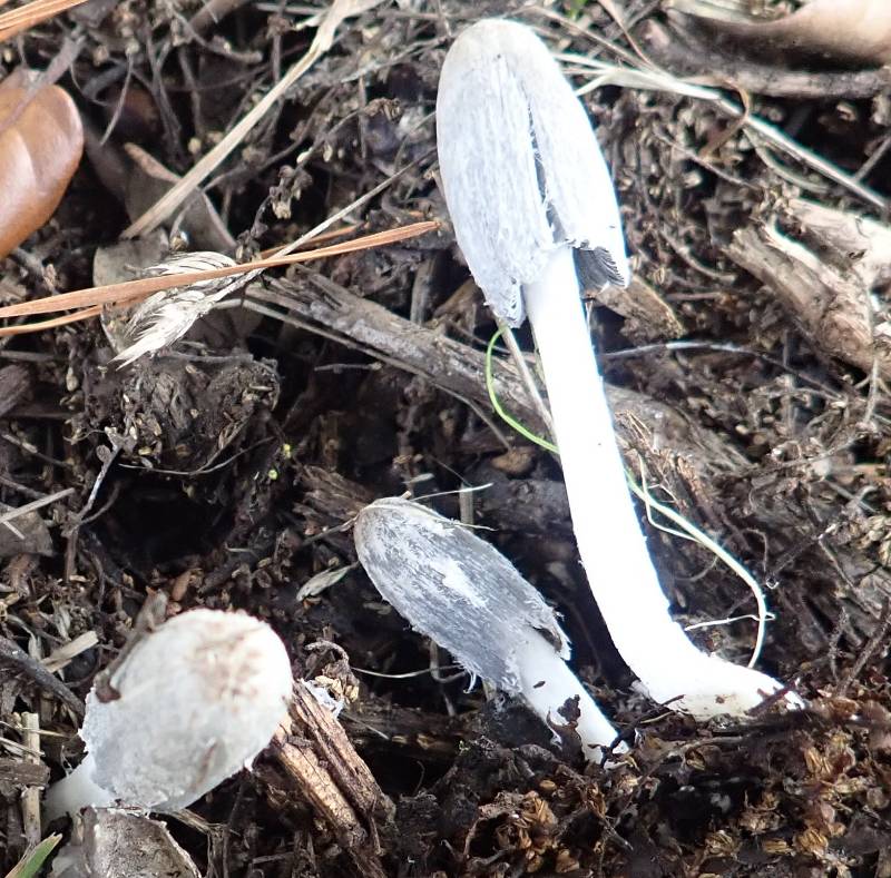 CH- 2025-11-05 Coprin !!! PB050268 (1)-redim800.JPG