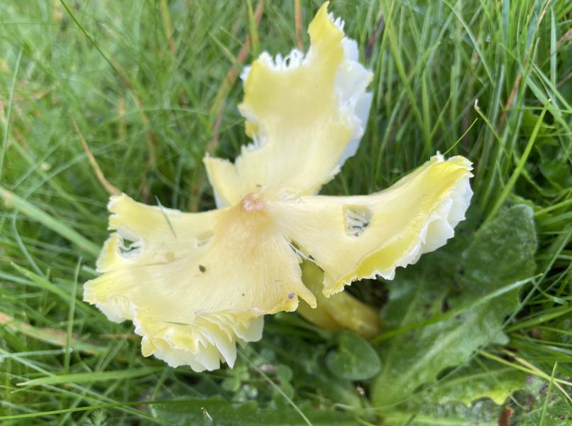 MDB_Hygrocybe citrinovirens.JPG