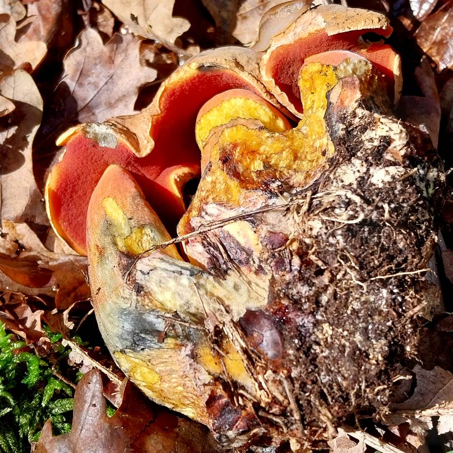 Boletus erythropus (2)-redim900.jpg