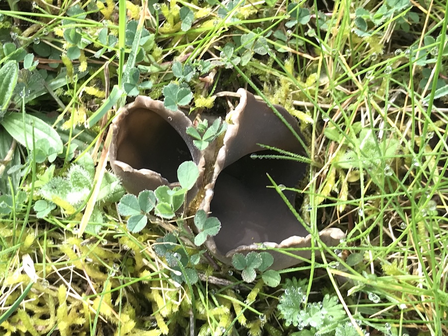 Helvella leucomaelena .jpg