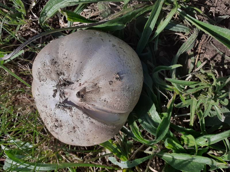 CH-Calvatia Pachyderma 20260513_113911-redim800.jpg