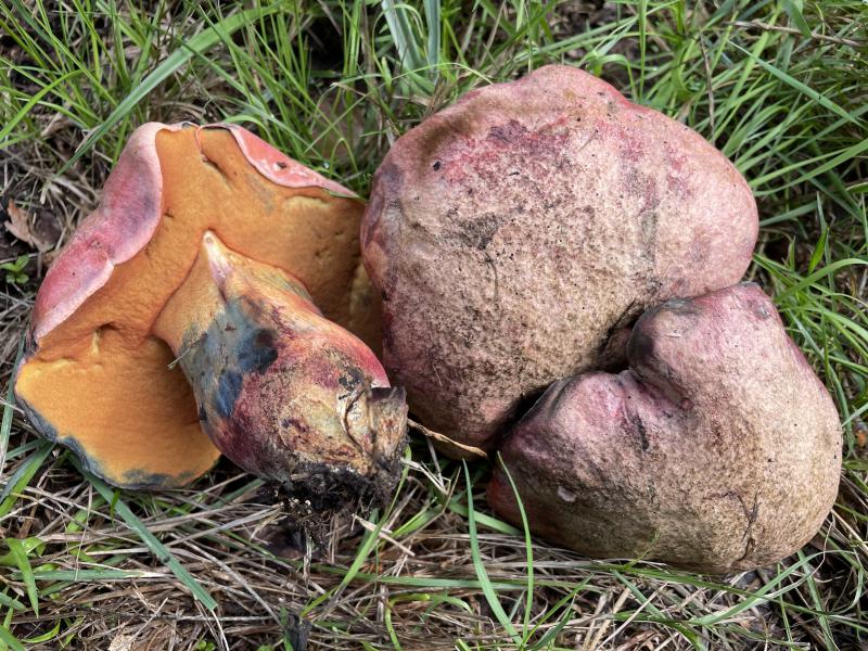MycoDB_Bolet chicorée.jpg