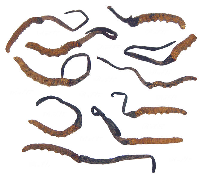 cordyceps_sinensis from Bhutan.jpg