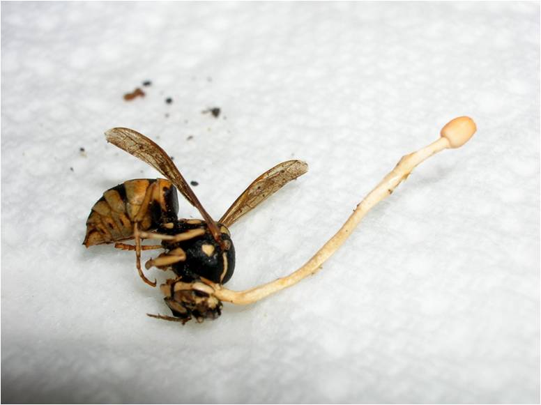 Cordyceps spherocephala.jpg