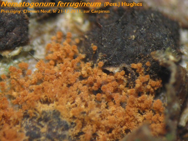 Nematogonium ferrugineum-AG1.JPG
