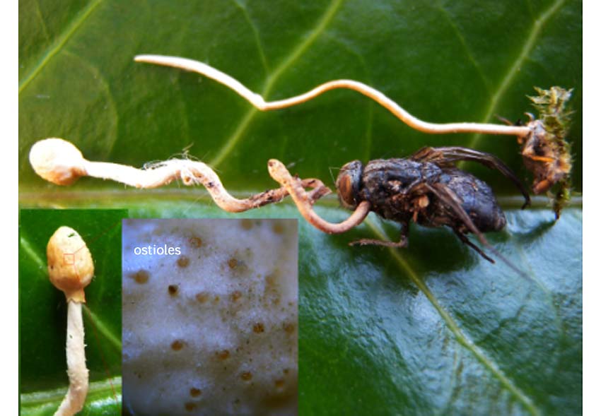 Cordyceps sphecocephala.jpg