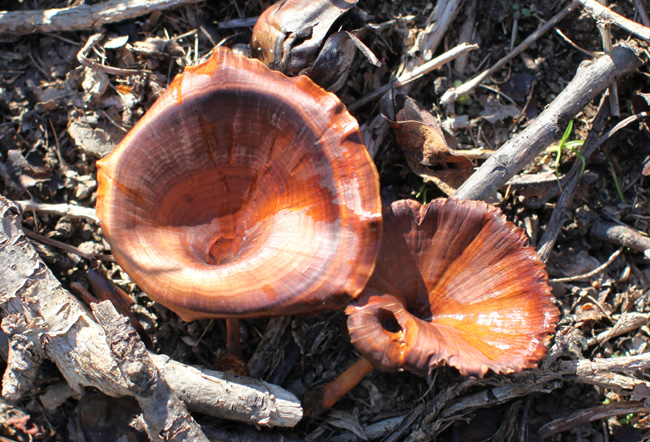 Microporus xanthopus.b.jpg