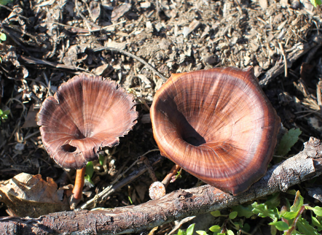 Microporus xanthopus.a.jpg